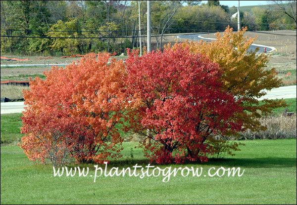 Amur Maple (Acer ginnila)
A planting of Amur Maples I grew from seed, collected from a plant with bright red foliage. This demonstrates the variability of seed grow Amur Maple. The plants are about 20 years old (as of 2005) (October).  To my dismay these plants were plowed under do to construction.